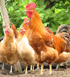 発酵飼料・生菌剤など養鶏に関する対策