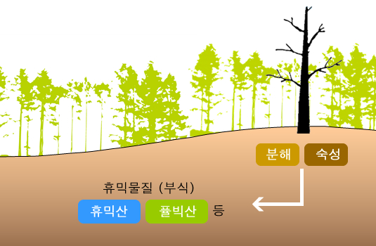 휴믹물질의 형성