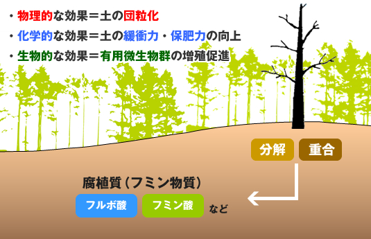 自然の循環システムに学ぶ～腐植の成り立ちと働き