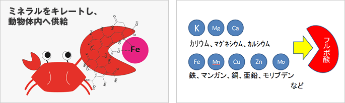 フルボ酸のはたらき～ミネラルのキレート効果
