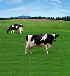 消臭剤・発酵飼料など酪農と肉牛に関する対策