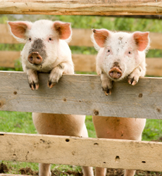 養豚の人工授精、設備や飼料に関する対策